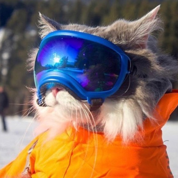 Meet your Posher, Ariel - Picture 1 of 1